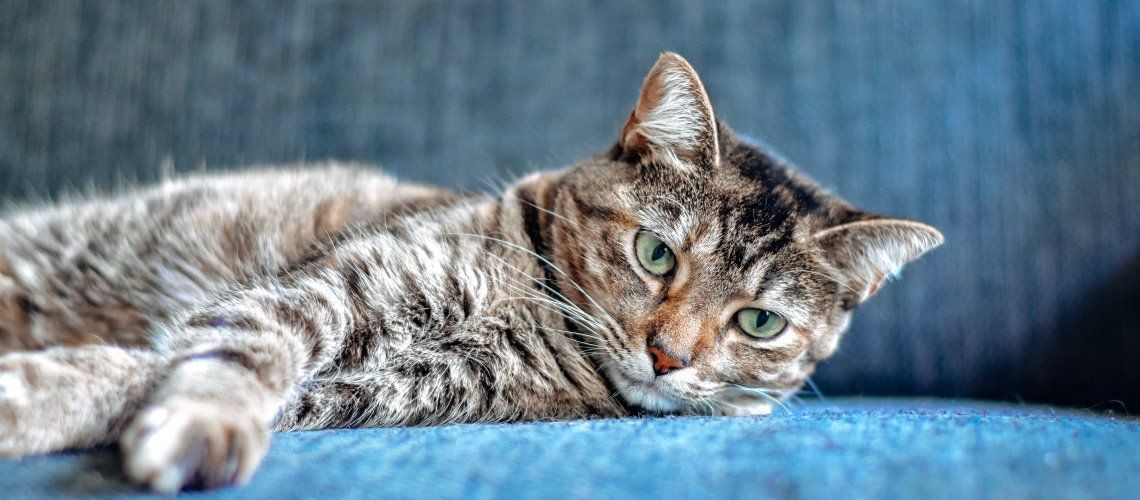 Vegan Cat Food – What Science Says and When It Makes Sense