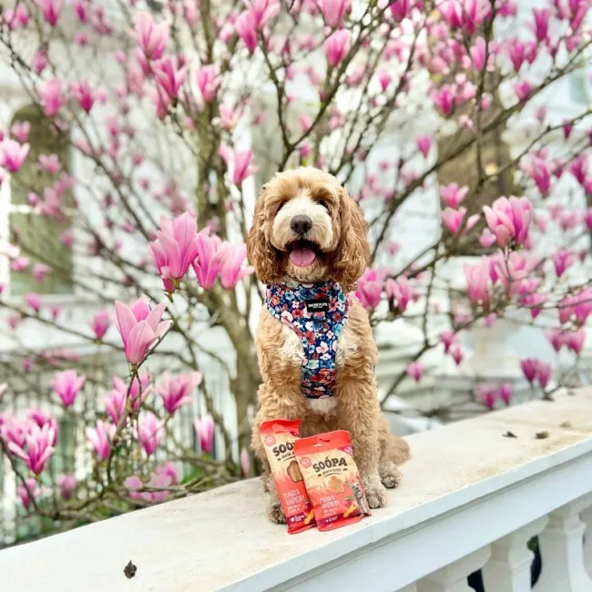 Soopa Dentals MANGO & RASPBERRY